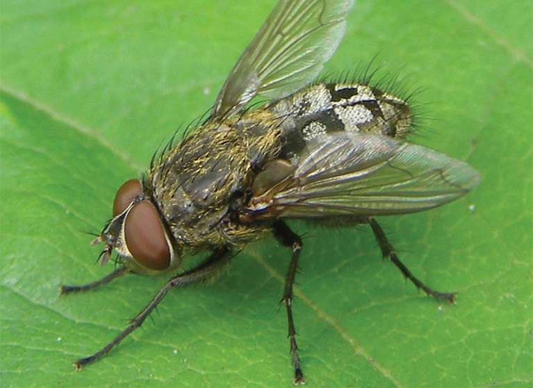 Cluster fly